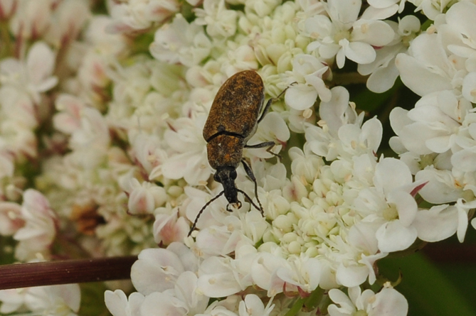 Si tratta di un curculionidae? no, Mycterus curculioides